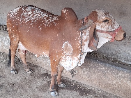 ગીર ગાય વેચવાની છે