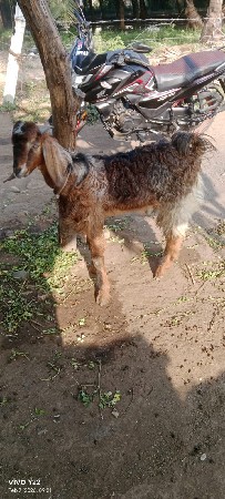 થંબનેલ 2