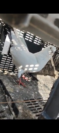 થંબનેલ 2