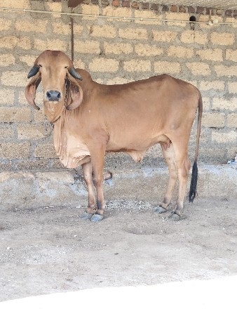 બે ગીર હોળકીવેચવાની છે