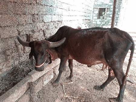 કાળી ગીર ગાય અને ઓળકી આપવાની છે