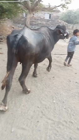 थंबनेल 3