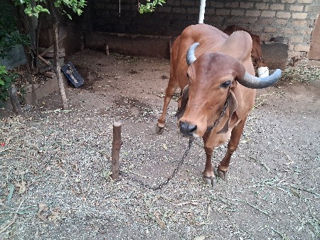 थंबनेल 2