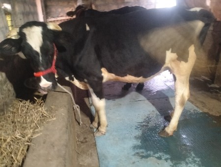 थंबनेल 3