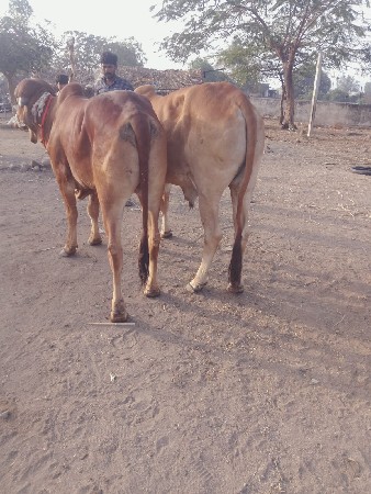 થંબનેલ 3