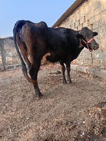 थंबनेल 2