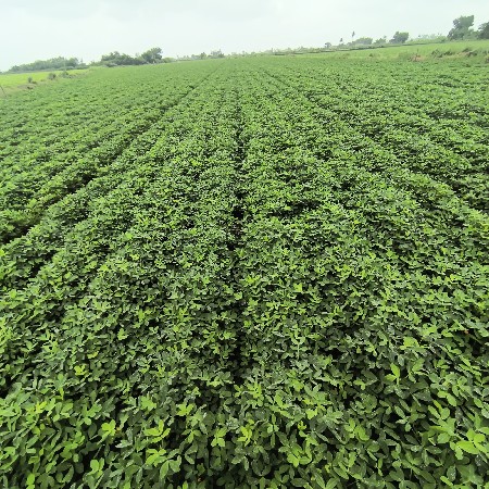 ખેતિનિ જૈમિન વેશવાનિ છે