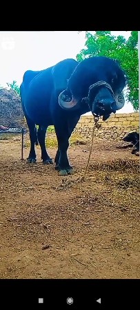 थंबनेल 2