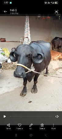 ભેંસ ત્રીજું વેતર વિયાસે