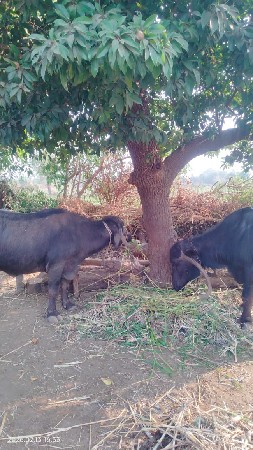 2પાડી દોઢ વર્ષ ની 2ભેંસ