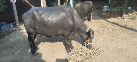 थंबनेल 3