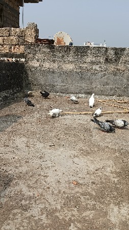 थंबनेल 2