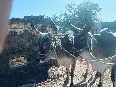 ગોડલા વેચવાના છે