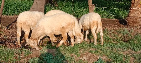 थंबनेल 3