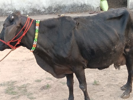 એચએફ ગાય વેચવાની છે
