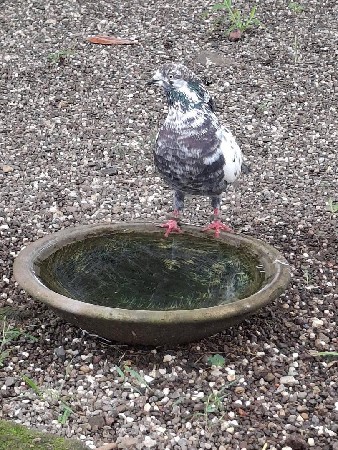 કબૂતર ના સાટા કરવાનાં હે