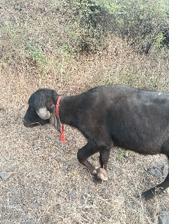 બે વરસની પાડી છે વેચવાની છે