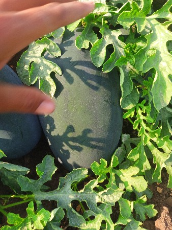 થંબનેલ 3