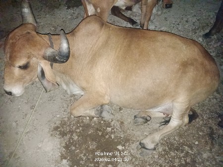 વેસવાની છે