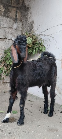 બકરો વેચવાનો છે