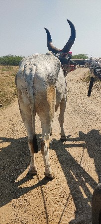 દેવીપુજક લે વેચ