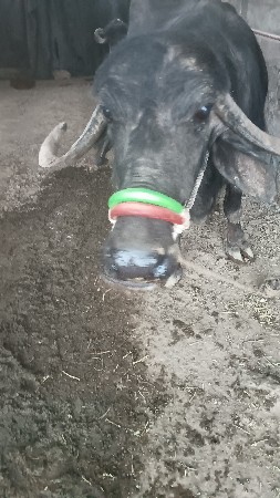 મેષ વેચવાની છે ત્રીજું હેતલની હશે