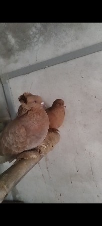 કબુતર વેચવાના છે