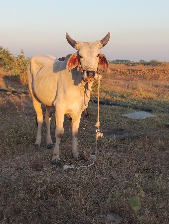 વેચવાનો છે