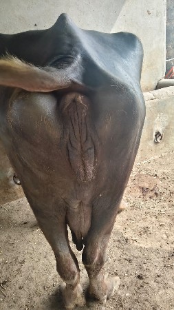 ભેંસ વેચવાની છે