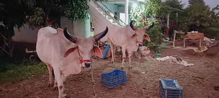 ghodala vechavana se