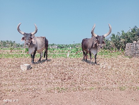 બળદ વેચવા ના છે
