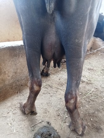 थंबनेल 3