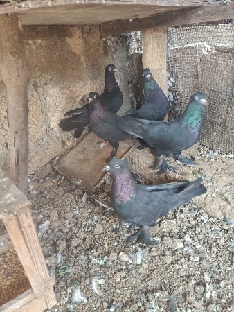 थंबनेल 3