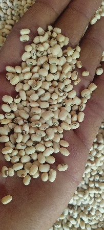 ચોરી નું બિયારણ વેચવાનું છે