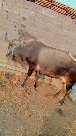 બેગાયુવેસવાનીસેગાભણીયુ