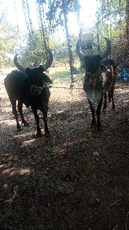 थंबनेल 2