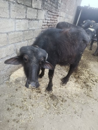 थंबनेल 2