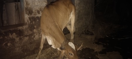 ગાય વેચવાની છે