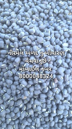 અડદ નિર્મલ નું બિયારણ