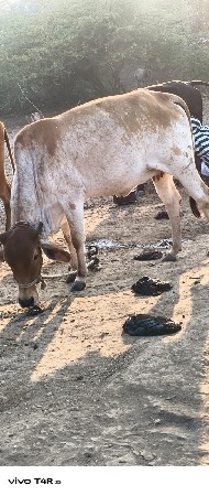 थंबनेल 3