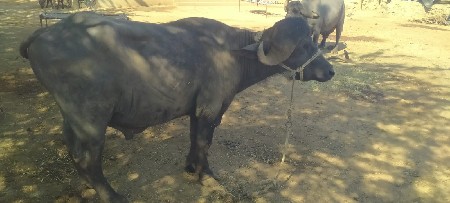 थंबनेल 2