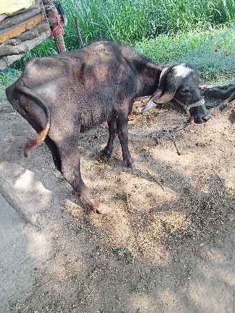 थंबनेल 2