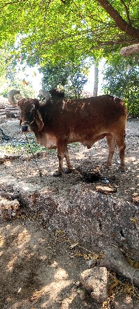 થંબનેલ 2