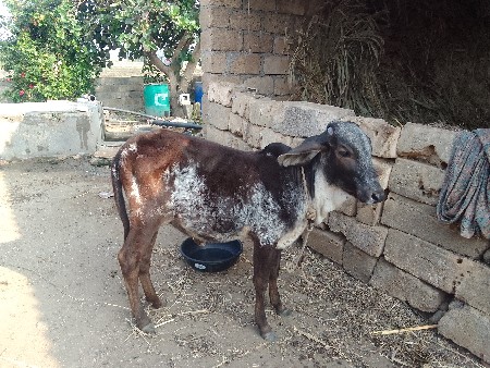 વાછડી વેચવાની છે.