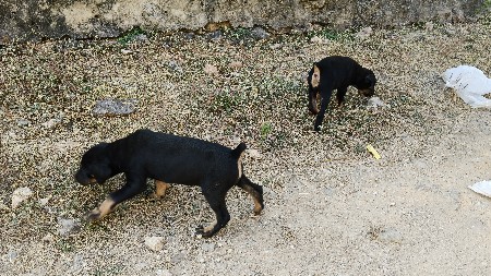 थंबनेल 2