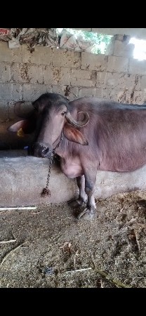 ભેંસ વેચવાની છે.