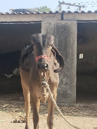વાચડિ વેશવાનિછે.આખિકાટિ