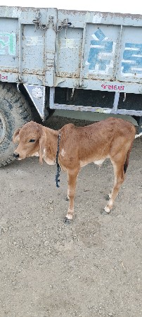 थंबनेल 3