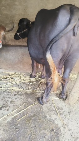 थंबनेल 5