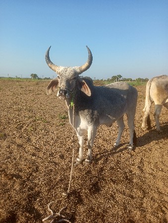 આ ગોધલા  વેચવાનો છે